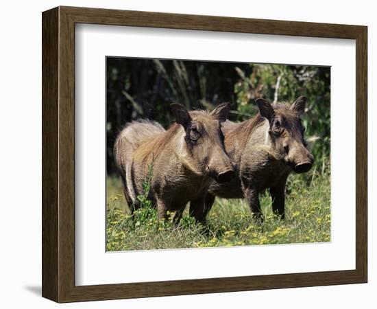 Warthogs (Phacochoerus Aethiopicus), Addo Elephant National Park, South Africa, Africa-James Hager-Framed Photographic Print