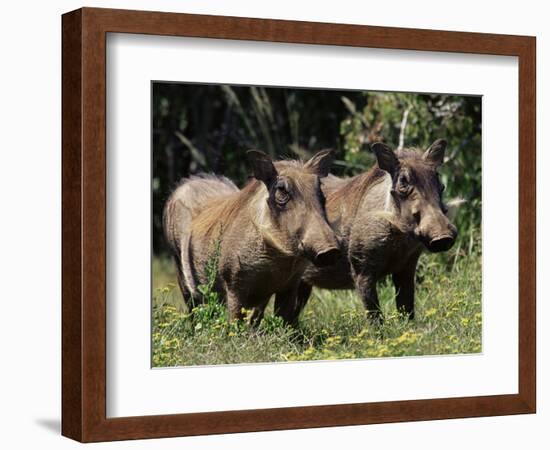 Warthogs (Phacochoerus Aethiopicus), Addo Elephant National Park, South Africa, Africa-James Hager-Framed Photographic Print