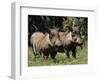 Warthogs (Phacochoerus Aethiopicus), Addo Elephant National Park, South Africa, Africa-James Hager-Framed Photographic Print