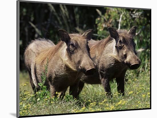 Warthogs (Phacochoerus Aethiopicus), Addo Elephant National Park, South Africa, Africa-James Hager-Mounted Photographic Print