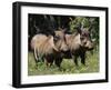 Warthogs (Phacochoerus Aethiopicus), Addo Elephant National Park, South Africa, Africa-James Hager-Framed Photographic Print