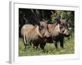 Warthogs (Phacochoerus Aethiopicus), Addo Elephant National Park, South Africa, Africa-James Hager-Framed Photographic Print