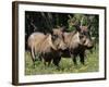 Warthogs (Phacochoerus Aethiopicus), Addo Elephant National Park, South Africa, Africa-James Hager-Framed Photographic Print