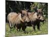 Warthogs (Phacochoerus Aethiopicus), Addo Elephant National Park, South Africa, Africa-James Hager-Mounted Photographic Print