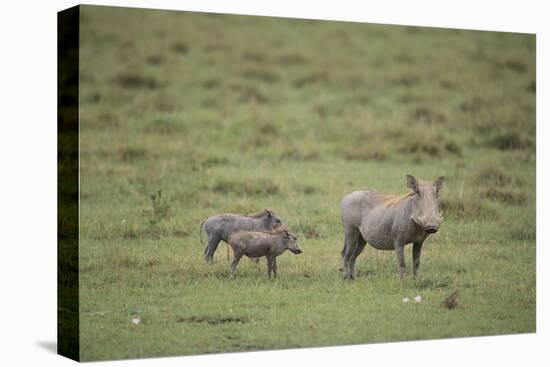 Warthogs-DLILLC-Stretched Canvas