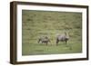 Warthogs-DLILLC-Framed Premium Photographic Print