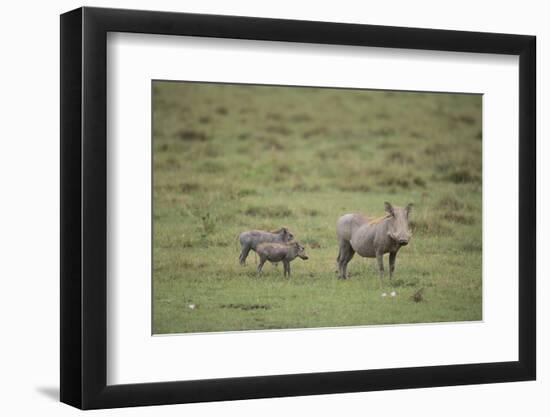 Warthogs-DLILLC-Framed Photographic Print