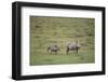 Warthogs-DLILLC-Framed Photographic Print