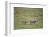 Warthogs-DLILLC-Framed Photographic Print