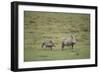 Warthogs-DLILLC-Framed Photographic Print