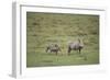 Warthogs-DLILLC-Framed Photographic Print