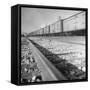 Wartime Railroading: Box Cars of Freight Train Moving Down the Track-Alfred Eisenstaedt-Framed Stretched Canvas
