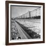 Wartime Railroading: Box Cars of Freight Train Moving Down the Track-Alfred Eisenstaedt-Framed Photographic Print