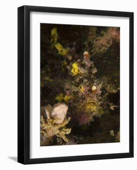 Warty Frogfish, Lembeh Strait, Indonesia-Stocktrek Images-Framed Photographic Print