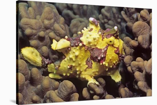 Warty Frogfish-Hal Beral-Stretched Canvas