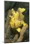 Warty Frogfish-Hal Beral-Mounted Photographic Print