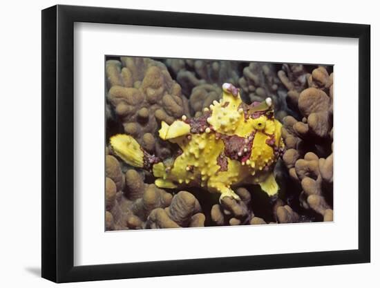 Warty Frogfish-Hal Beral-Framed Photographic Print