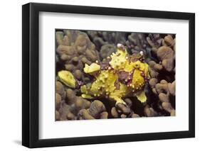 Warty Frogfish-Hal Beral-Framed Photographic Print