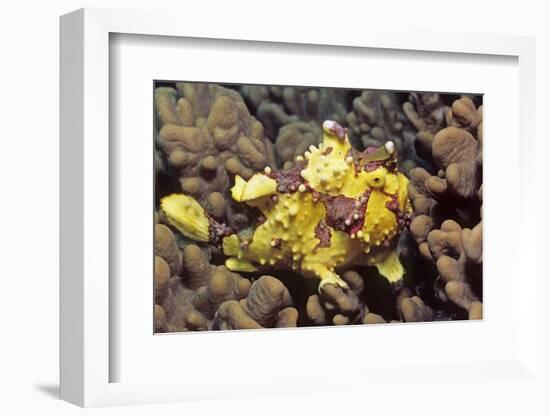 Warty Frogfish-Hal Beral-Framed Photographic Print