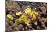 Warty Frogfish-Hal Beral-Mounted Photographic Print