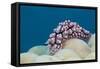 Warty Sea Slug (Phyllidiopsis Krempfi)-Reinhard Dirscherl-Framed Stretched Canvas