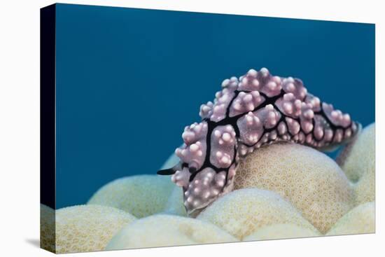 Warty Sea Slug (Phyllidiopsis Krempfi)-Reinhard Dirscherl-Stretched Canvas