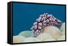 Warty Sea Slug (Phyllidiopsis Krempfi)-Reinhard Dirscherl-Framed Stretched Canvas