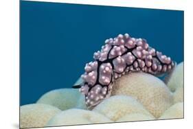 Warty Sea Slug (Phyllidiopsis Krempfi)-Reinhard Dirscherl-Mounted Premium Photographic Print