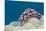 Warty Sea Slug (Phyllidiopsis Krempfi)-Reinhard Dirscherl-Mounted Premium Photographic Print