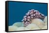 Warty Sea Slug (Phyllidiopsis Krempfi)-Reinhard Dirscherl-Framed Stretched Canvas