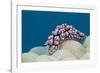 Warty Sea Slug (Phyllidiopsis Krempfi)-Reinhard Dirscherl-Framed Photographic Print