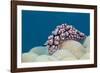 Warty Sea Slug (Phyllidiopsis Krempfi)-Reinhard Dirscherl-Framed Photographic Print