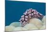 Warty Sea Slug (Phyllidiopsis Krempfi)-Reinhard Dirscherl-Mounted Photographic Print
