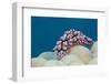 Warty Sea Slug (Phyllidiopsis Krempfi)-Reinhard Dirscherl-Framed Photographic Print