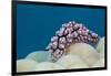 Warty Sea Slug (Phyllidiopsis Krempfi)-Reinhard Dirscherl-Framed Photographic Print