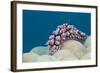 Warty Sea Slug (Phyllidiopsis Krempfi)-Reinhard Dirscherl-Framed Photographic Print