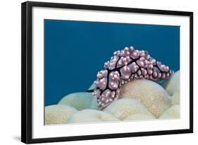 Warty Sea Slug (Phyllidiopsis Krempfi)-Reinhard Dirscherl-Framed Photographic Print