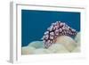 Warty Sea Slug (Phyllidiopsis Krempfi)-Reinhard Dirscherl-Framed Photographic Print