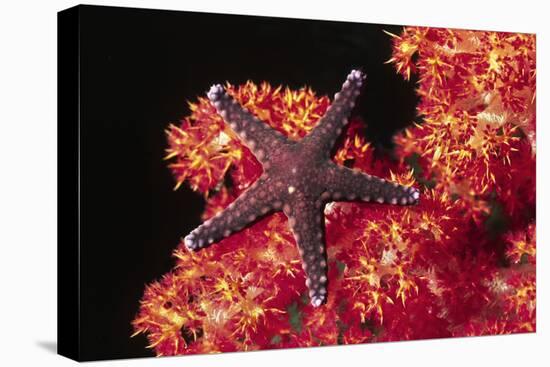 Warty Sea Star on Soft Coral-Hal Beral-Stretched Canvas