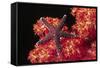 Warty Sea Star on Soft Coral-Hal Beral-Framed Stretched Canvas