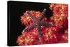 Warty Sea Star on Soft Coral-Hal Beral-Stretched Canvas