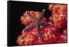 Warty Sea Star on Soft Coral-Hal Beral-Framed Stretched Canvas