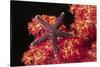 Warty Sea Star on Soft Coral-Hal Beral-Stretched Canvas