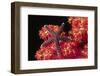 Warty Sea Star on Soft Coral-Hal Beral-Framed Photographic Print