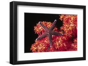 Warty Sea Star on Soft Coral-Hal Beral-Framed Photographic Print