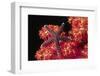 Warty Sea Star on Soft Coral-Hal Beral-Framed Photographic Print