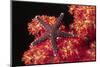Warty Sea Star on Soft Coral-Hal Beral-Mounted Photographic Print