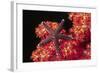 Warty Sea Star on Soft Coral-Hal Beral-Framed Photographic Print