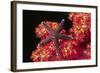 Warty Sea Star on Soft Coral-Hal Beral-Framed Photographic Print