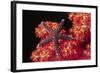 Warty Sea Star on Soft Coral-Hal Beral-Framed Photographic Print